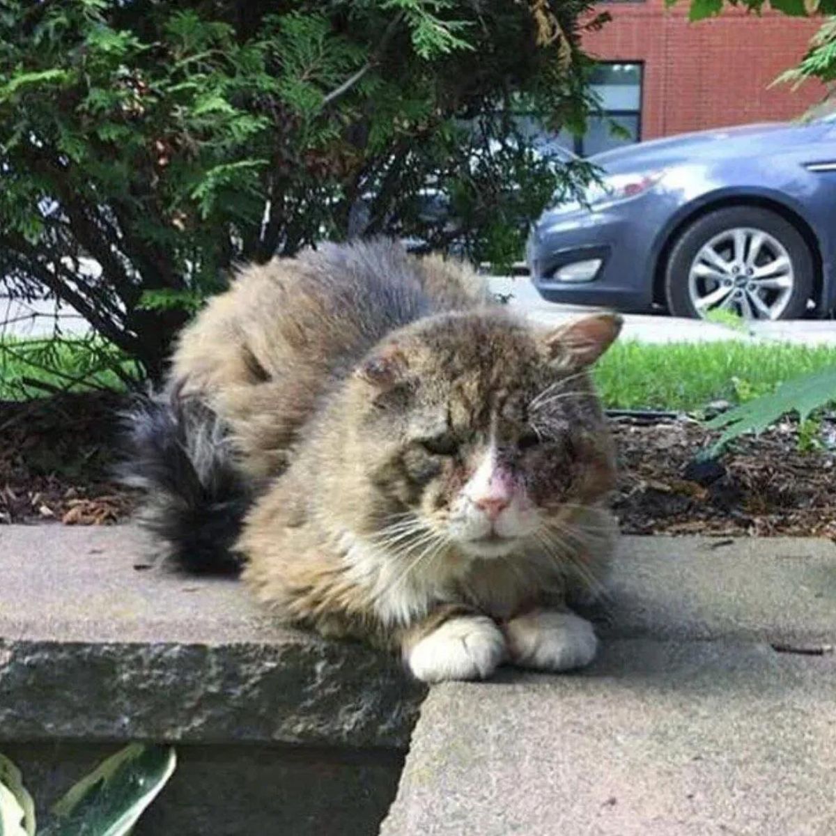 sad cat in the yard