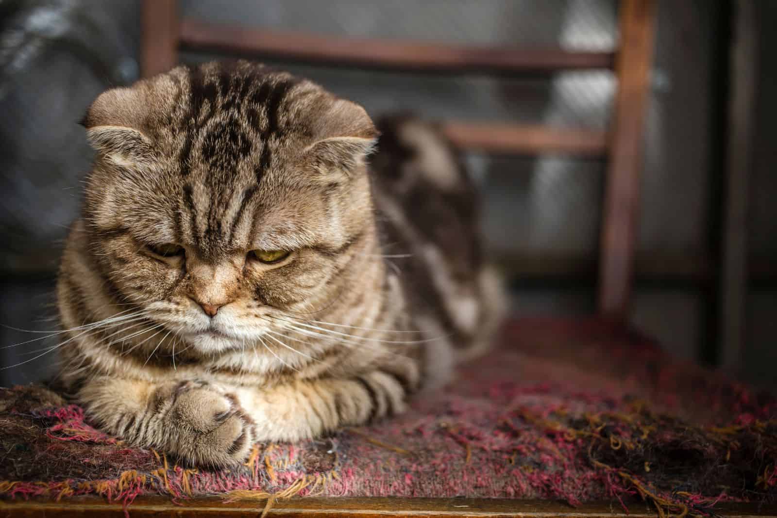 sad cat lying on the floor