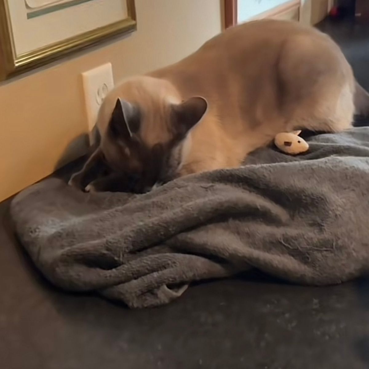 sad cat on blanket
