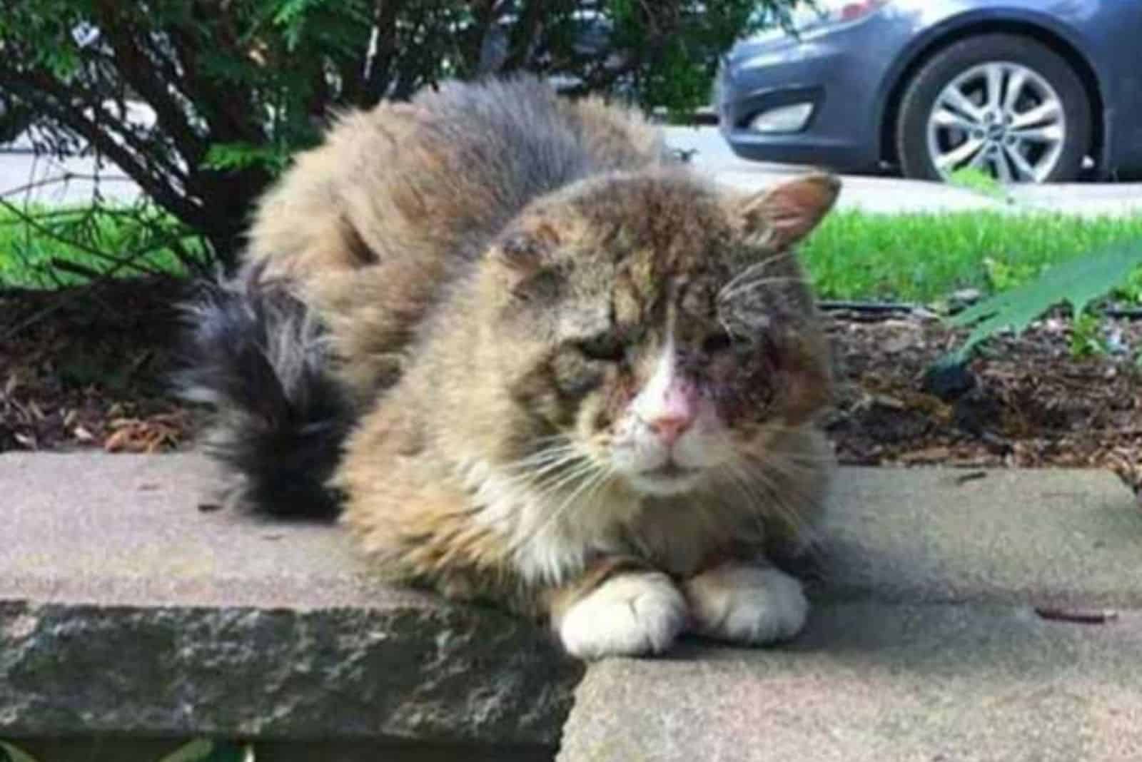 sad injured cat