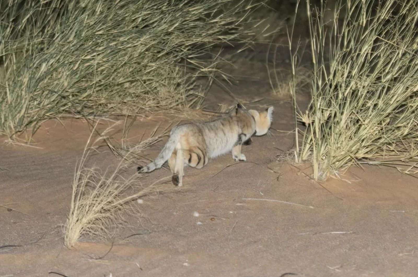 sand cat hunting