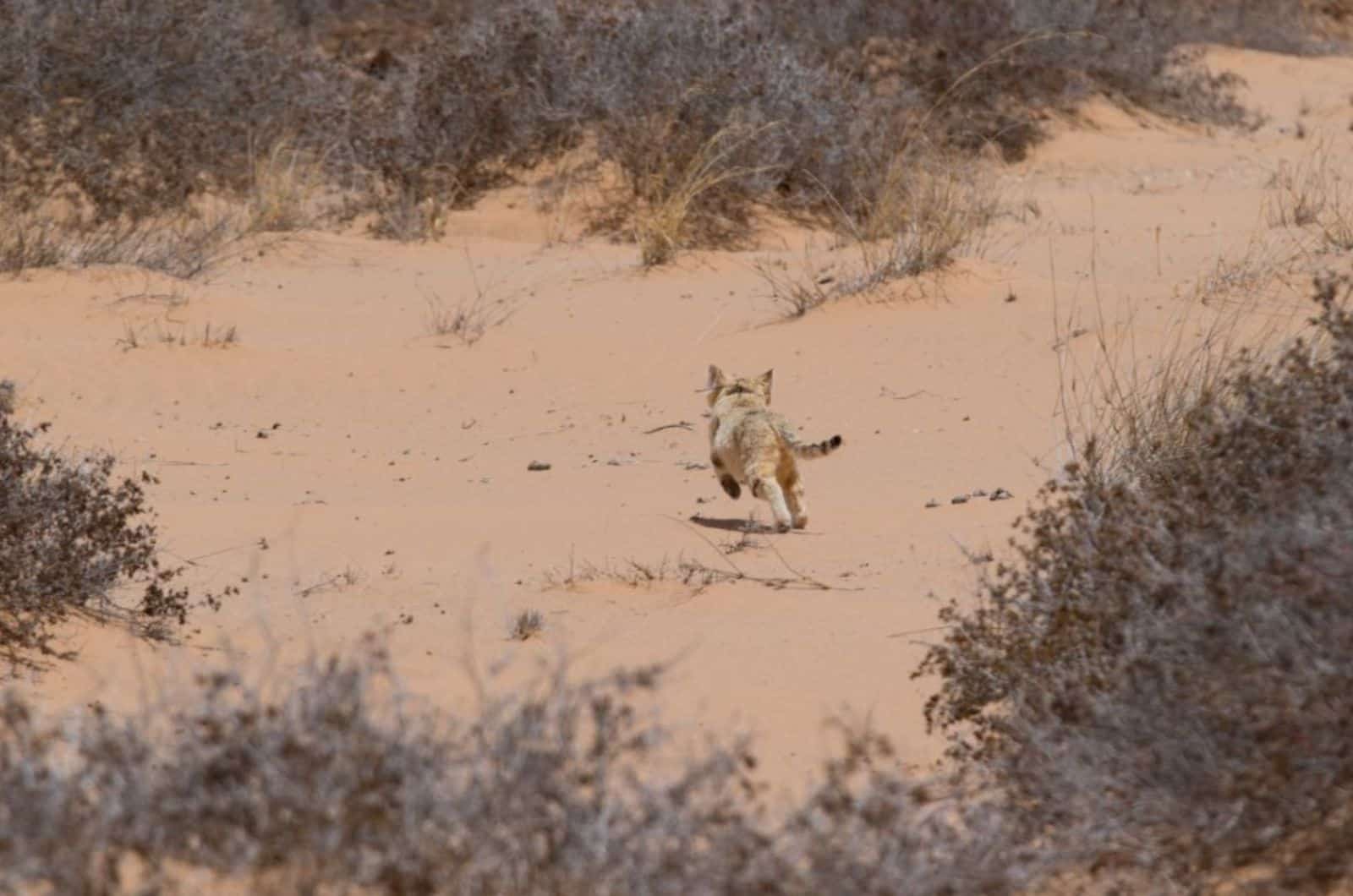 sand cat running on sand