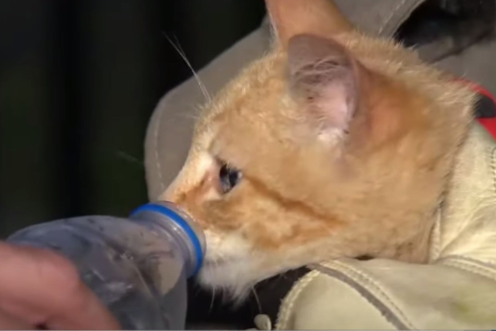 saved cat drinks water