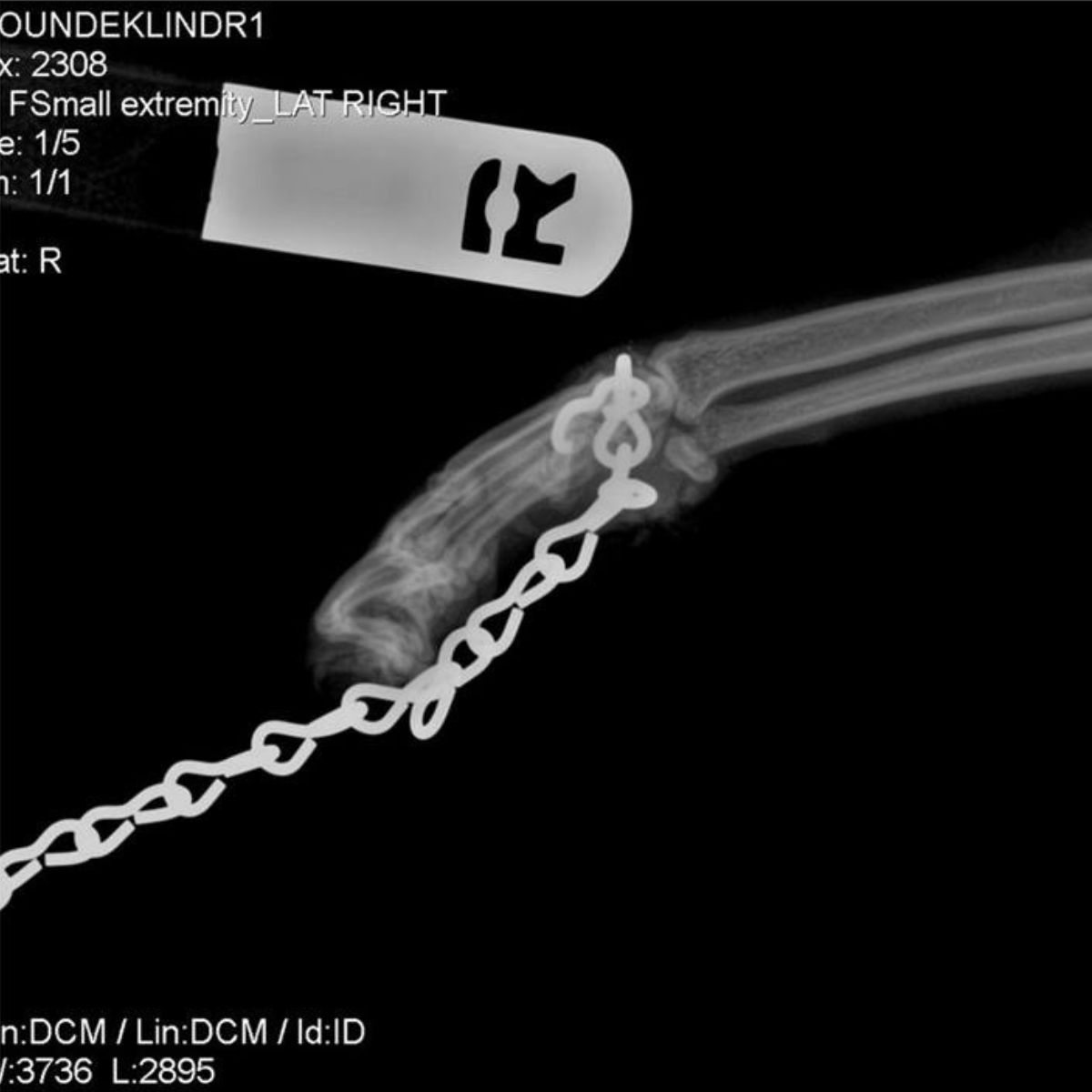 scan of cat's leg