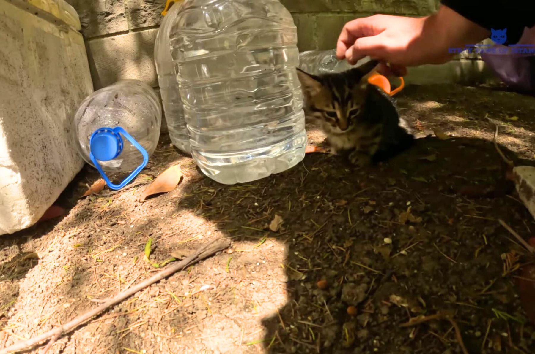 scared stray cat outdoors