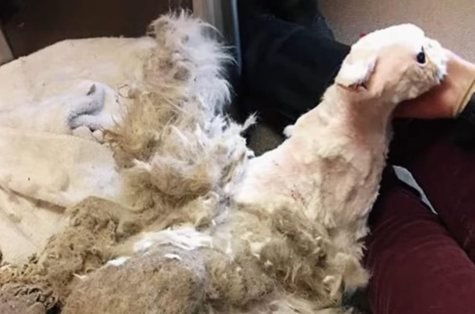 shaved dog