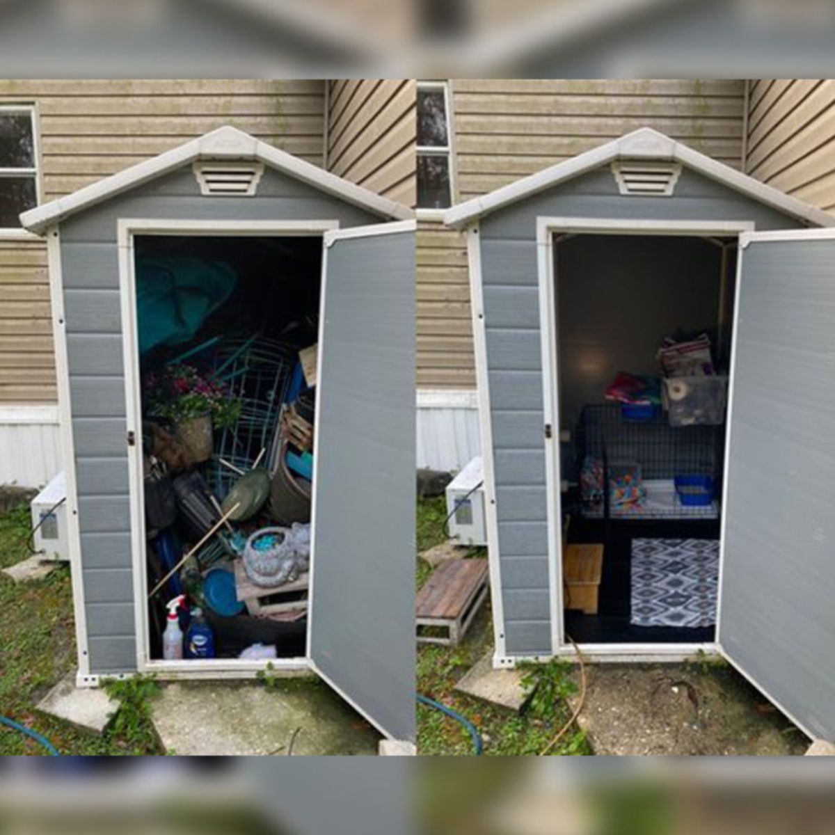 shed for kittens