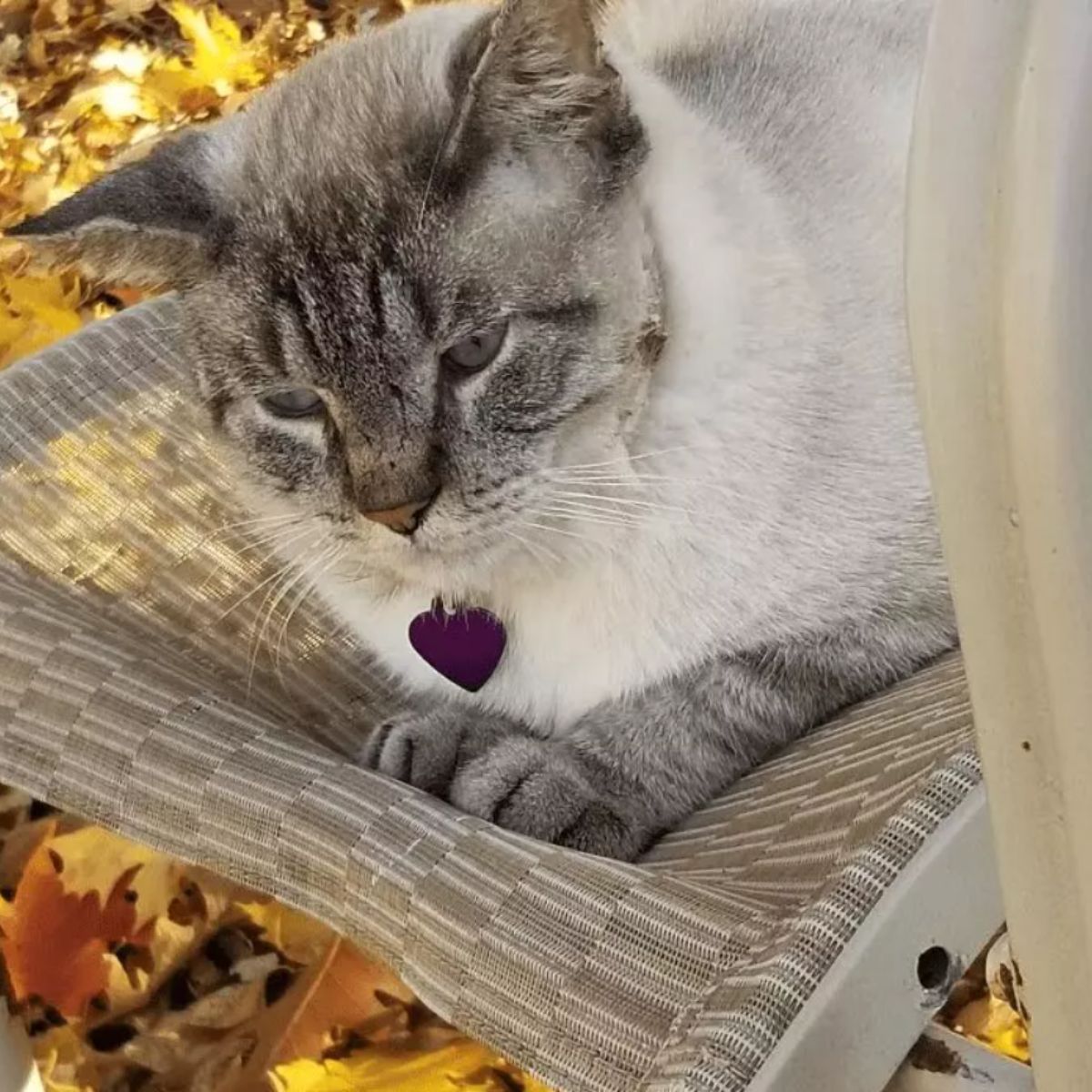 siamese cat outdoors