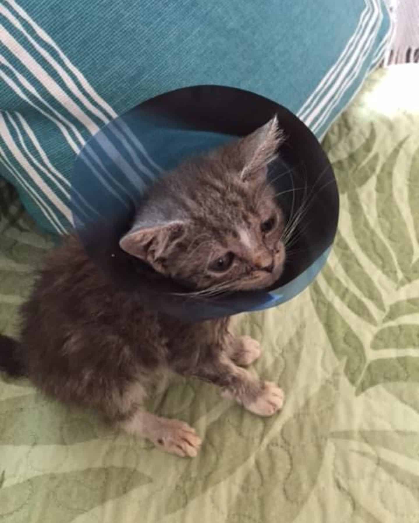 sick kitten