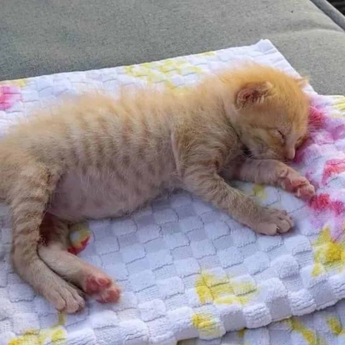 sleeping kitten