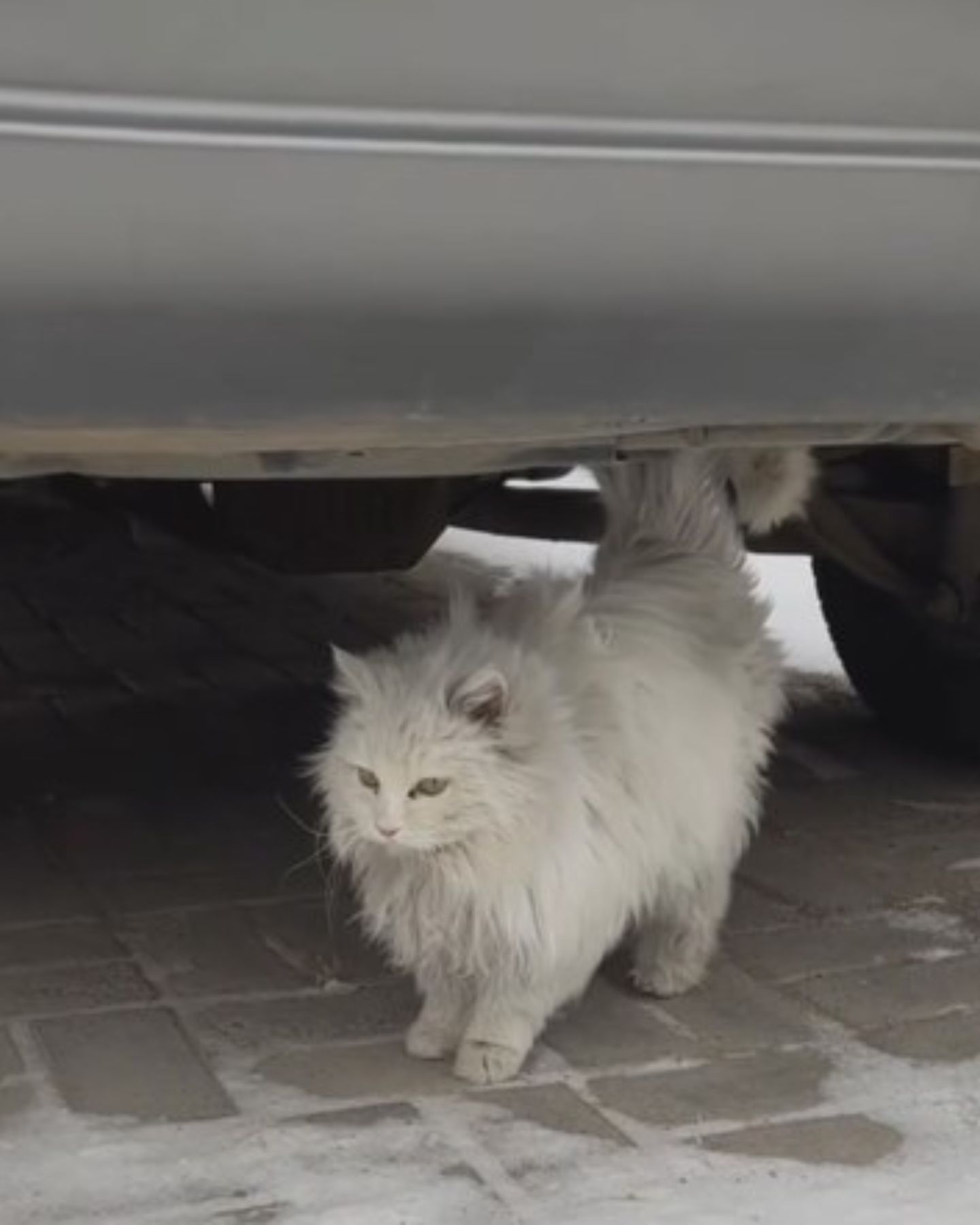 stray cat under a car
