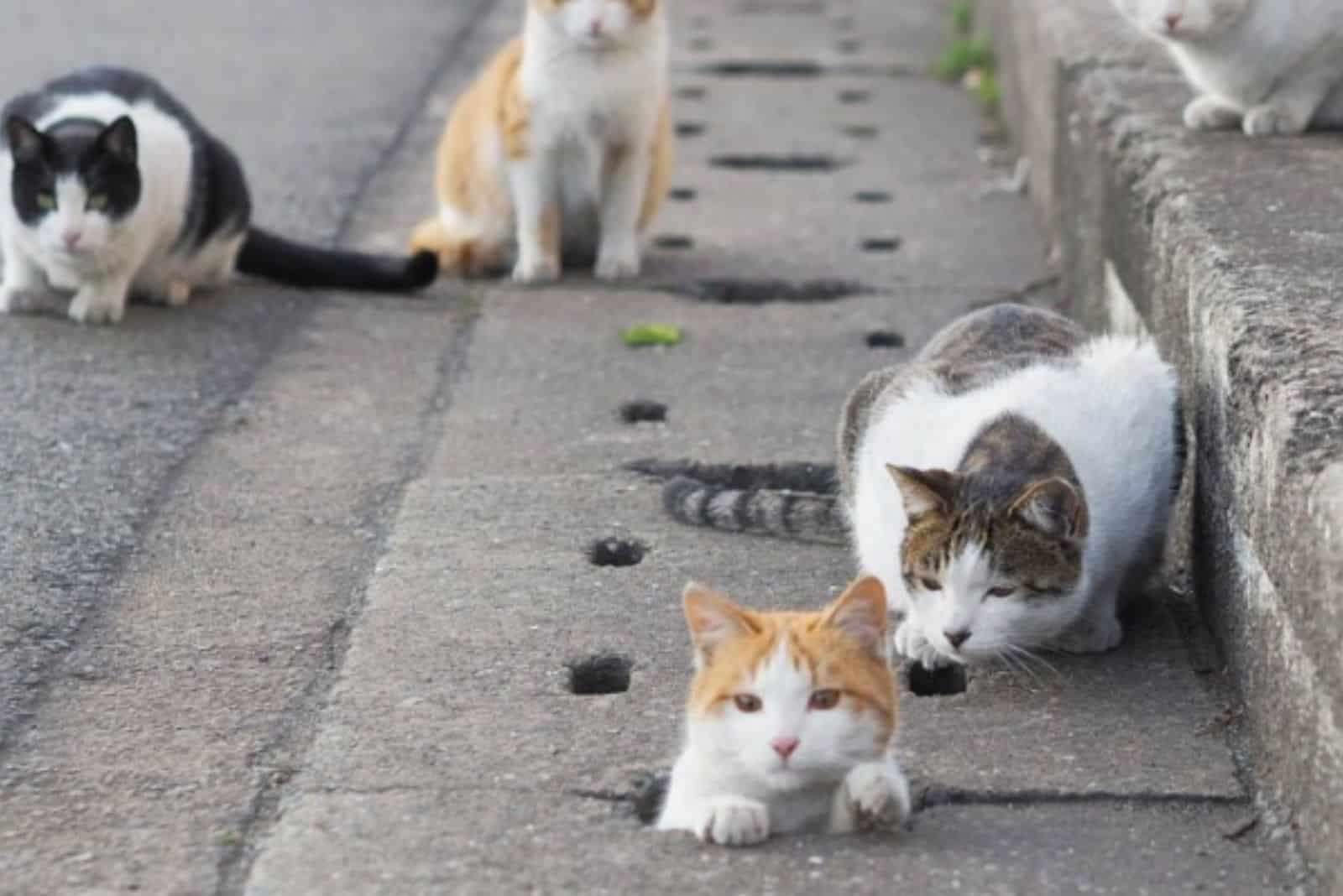 stray cats having fun