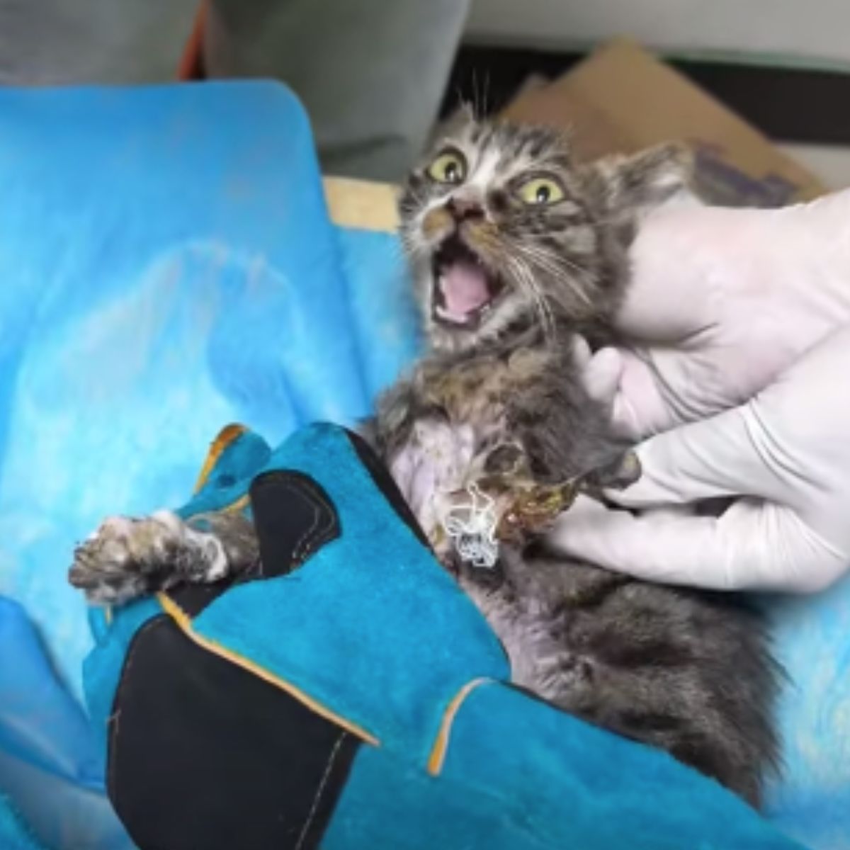 stray injured kitten