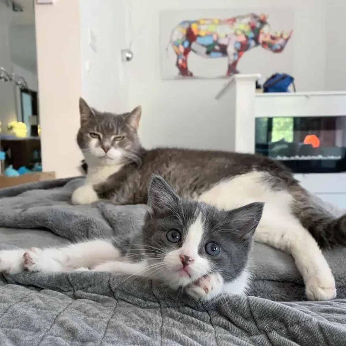 stray kitten Nannah lying on a couch with a cat