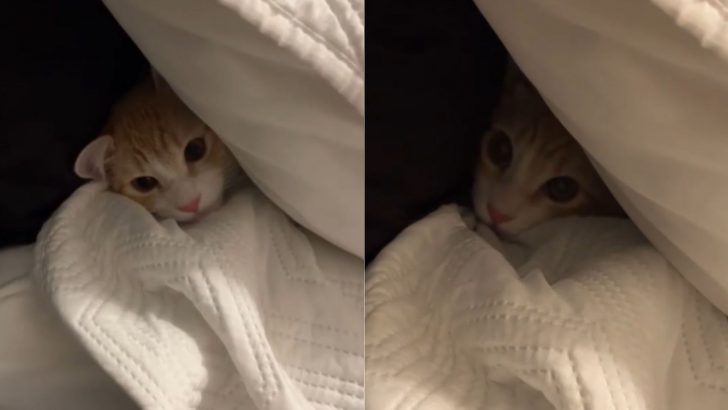 This Video Of Kitten’s Protest At Owner’s Departure For Work Will Brighten Your Day