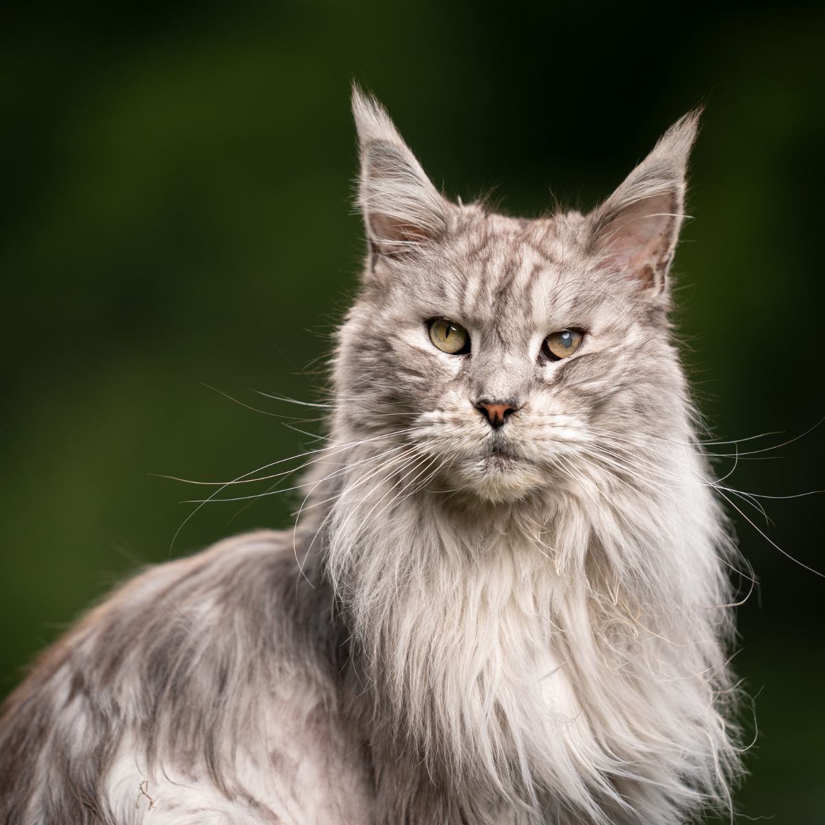 sweet gray cat