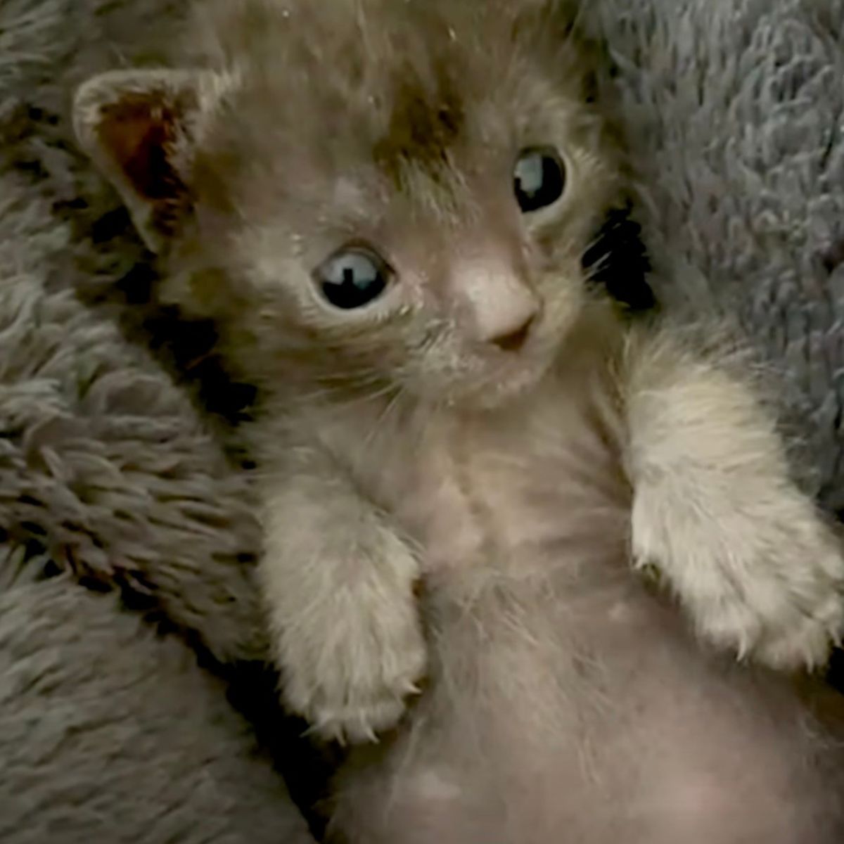 sweet gray kitten laying