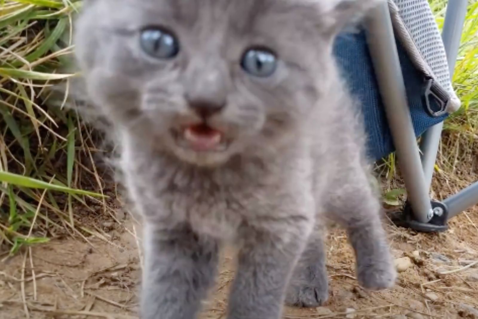 sweet gray kitten