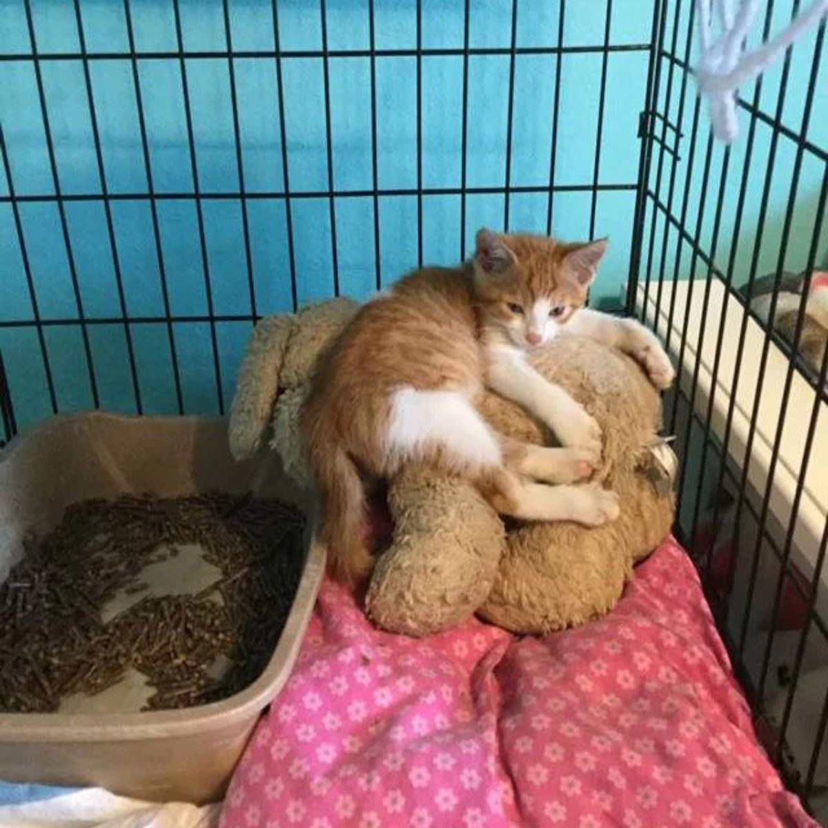 sweet kitten in box