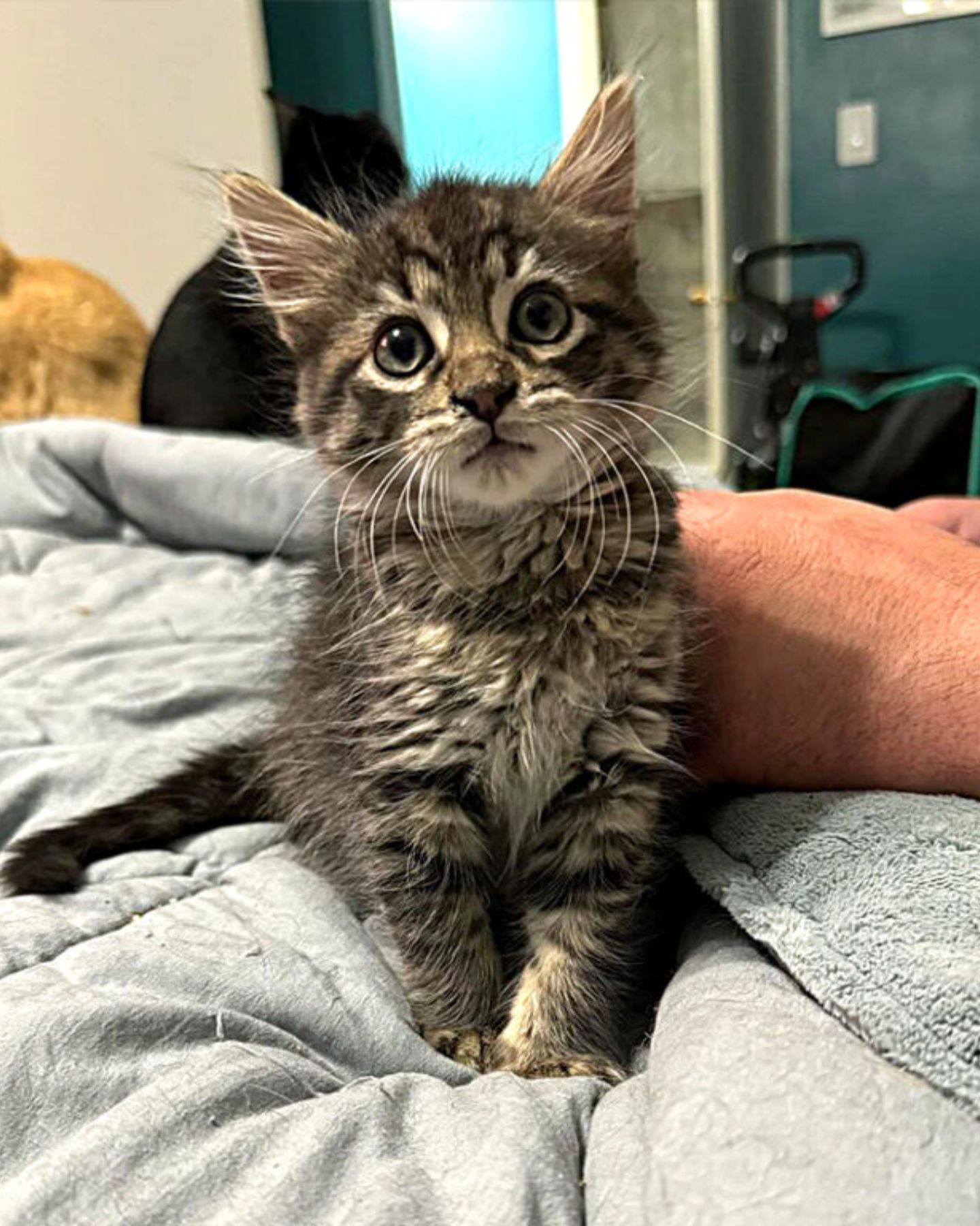 tabby on a bed