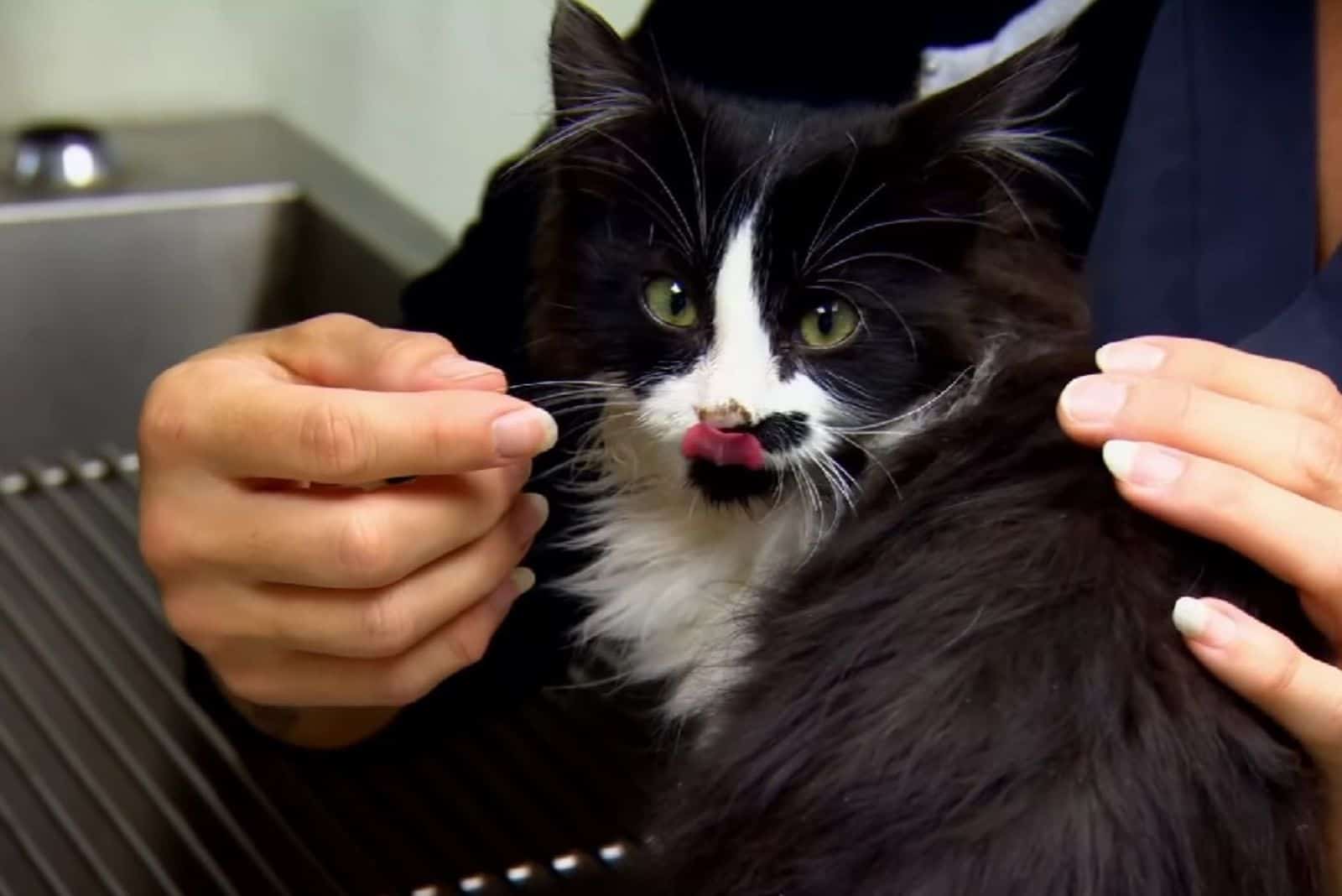 the black and white kitten stuck out its tongue