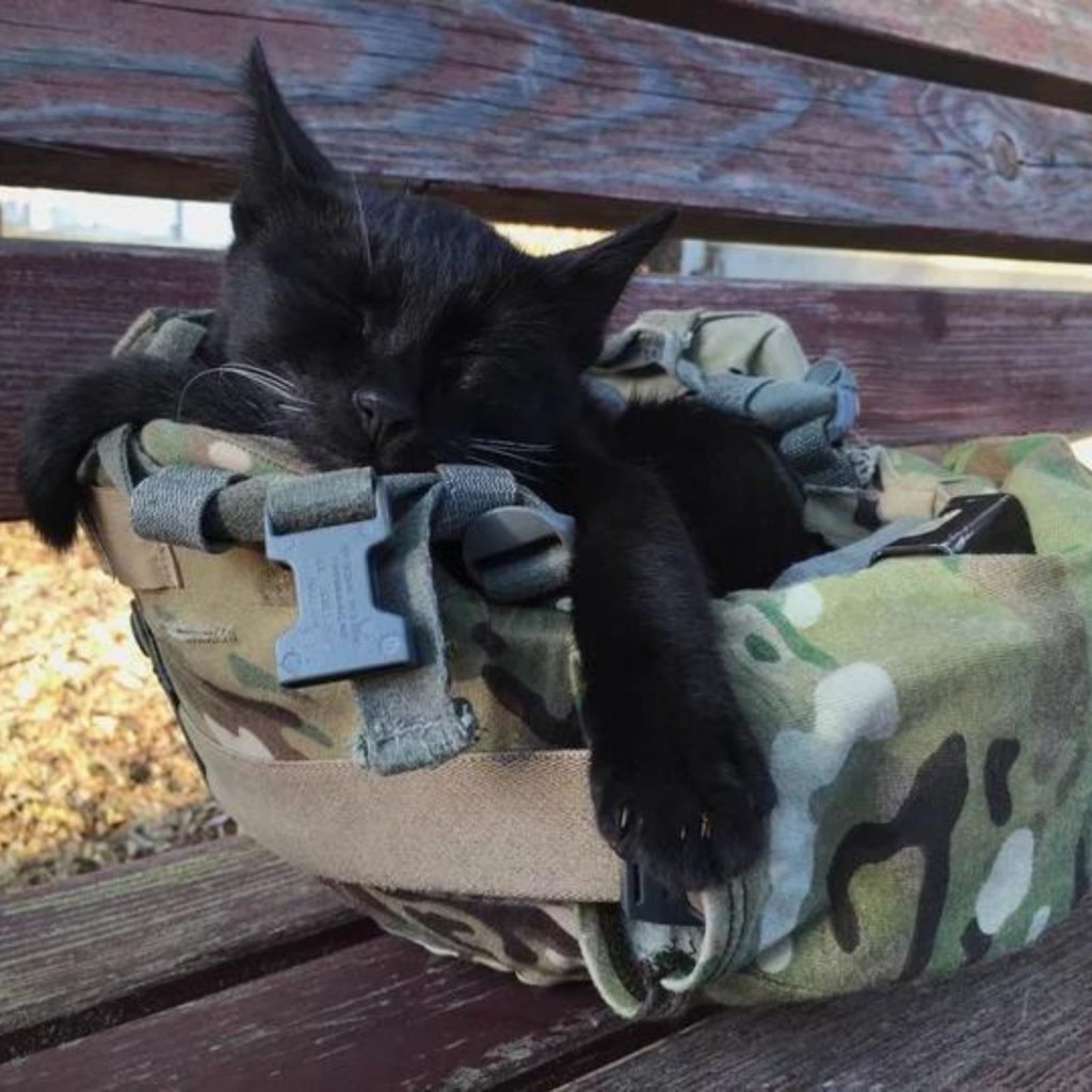 the black cat sleeps in the helmet