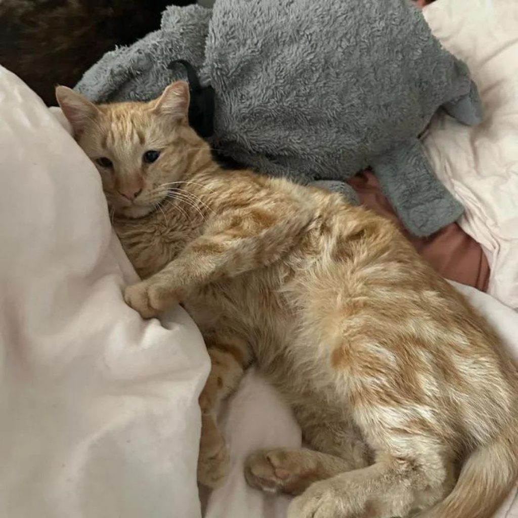 the cat enjoys lying on the bed