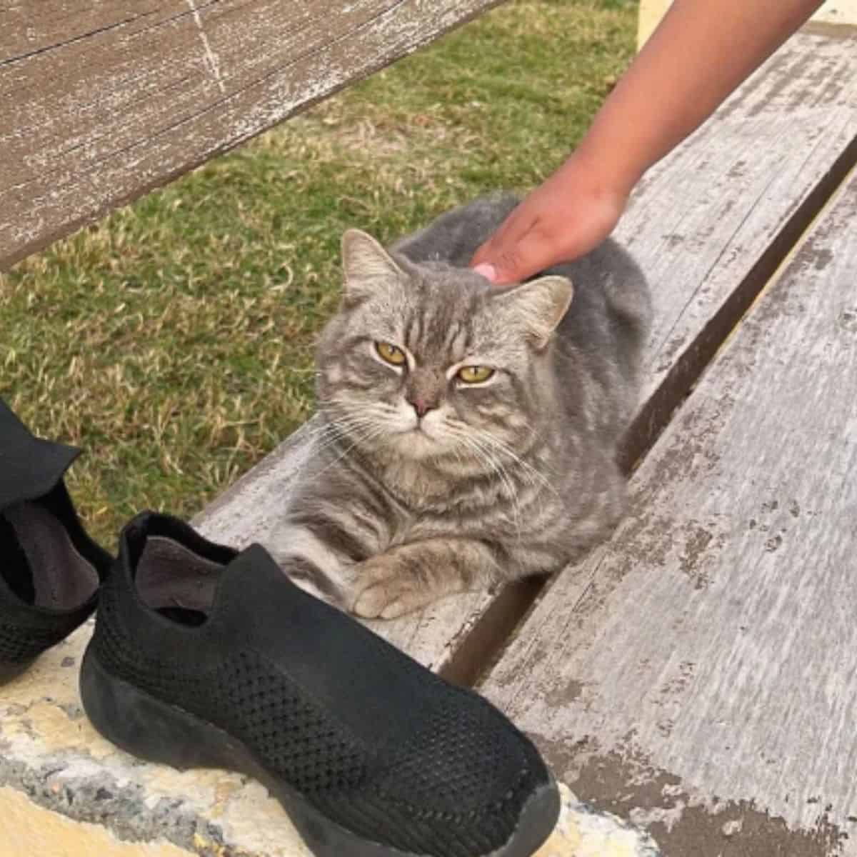 the cat enjoys on the bench while the woman caresses it