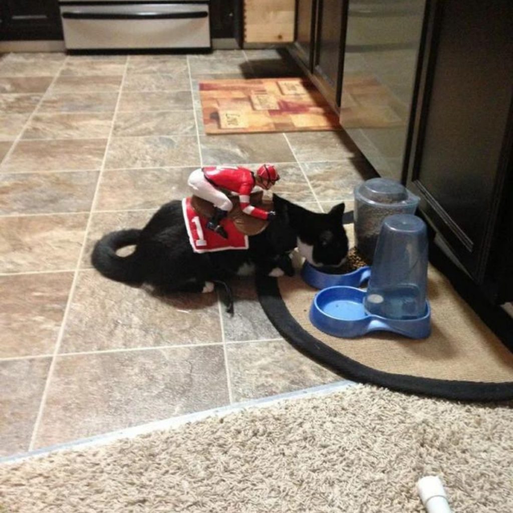 the cat in the riding man's ward eats food from a bowl