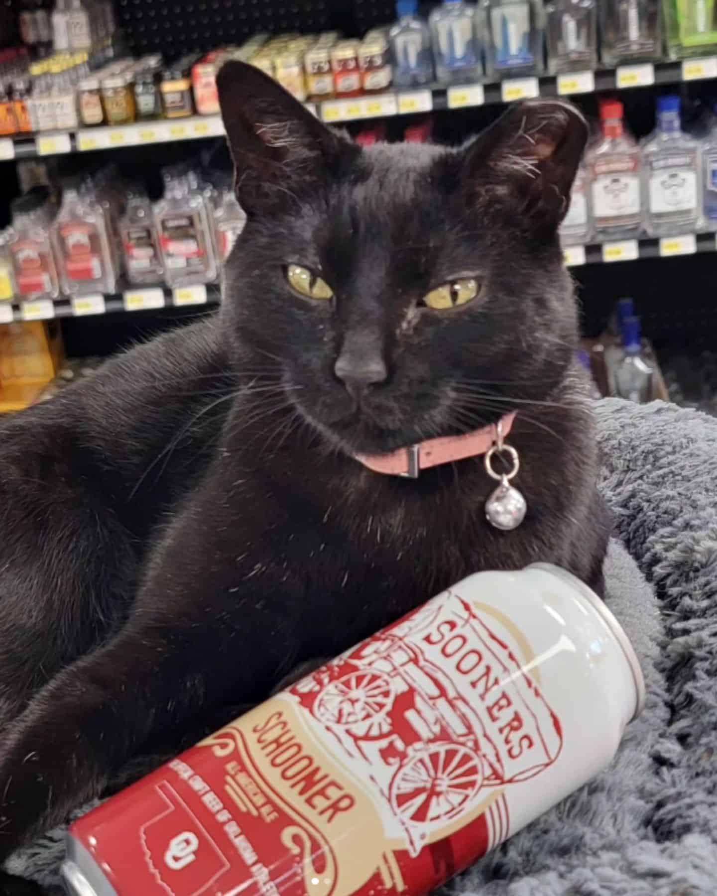 the cat is lying next to the beer bottle