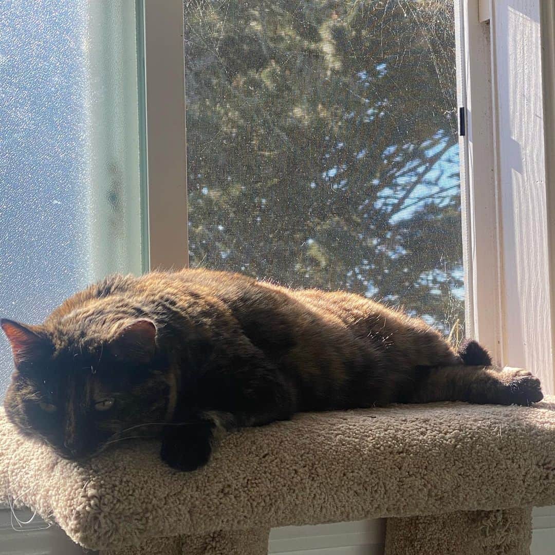 the cat is lying on his heater