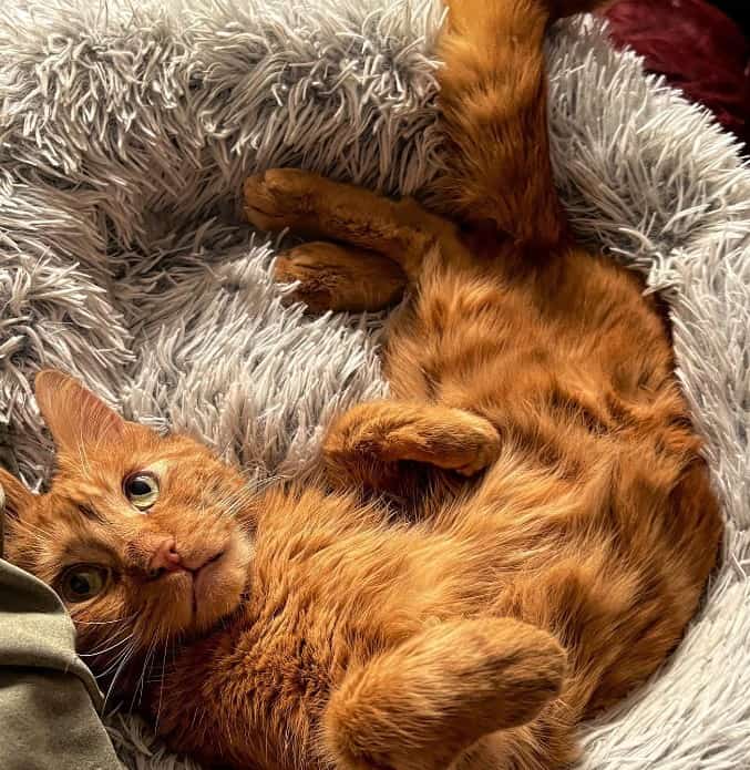 the cat is lying on its back in its bed and looking at the camera