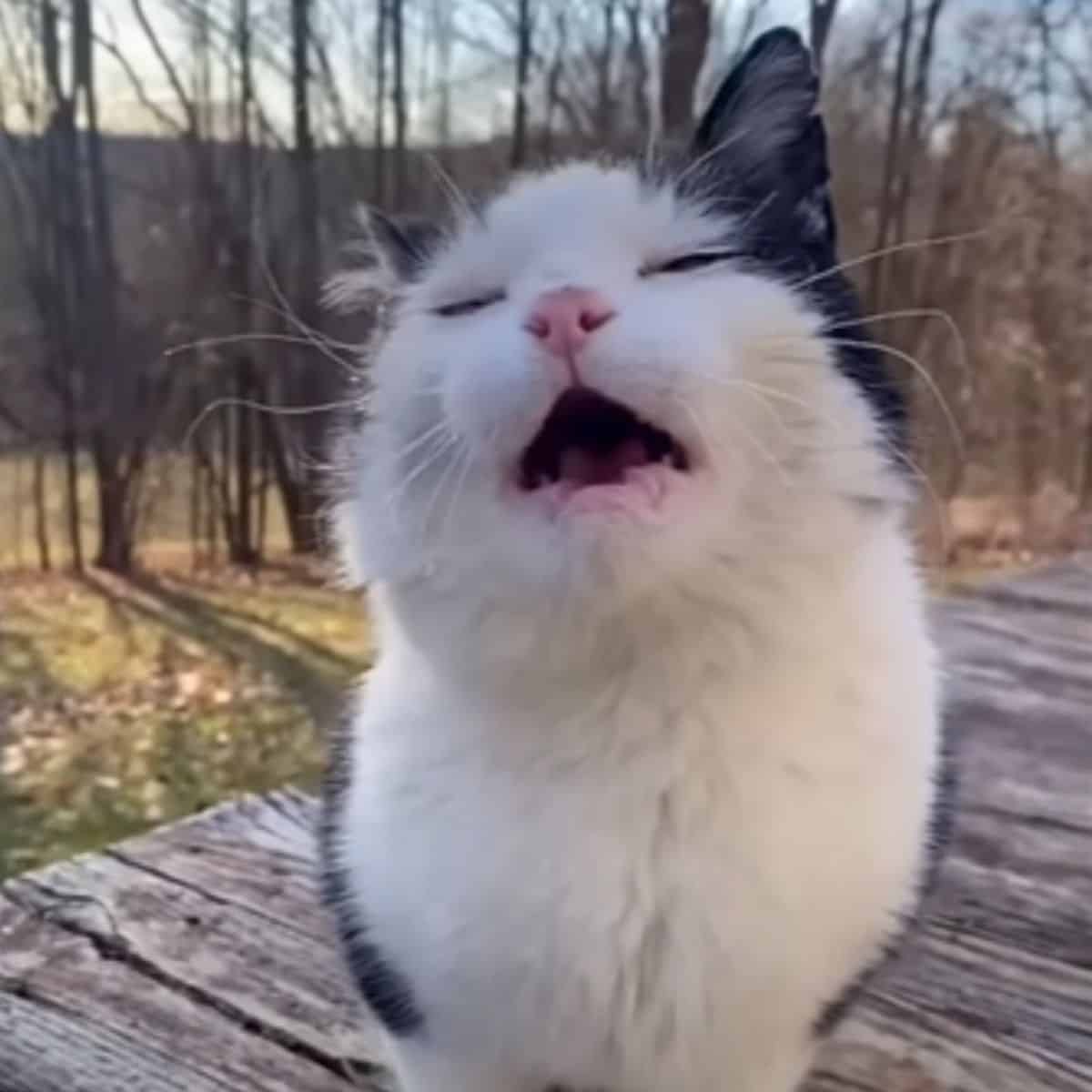 the cat is sitting and yawning