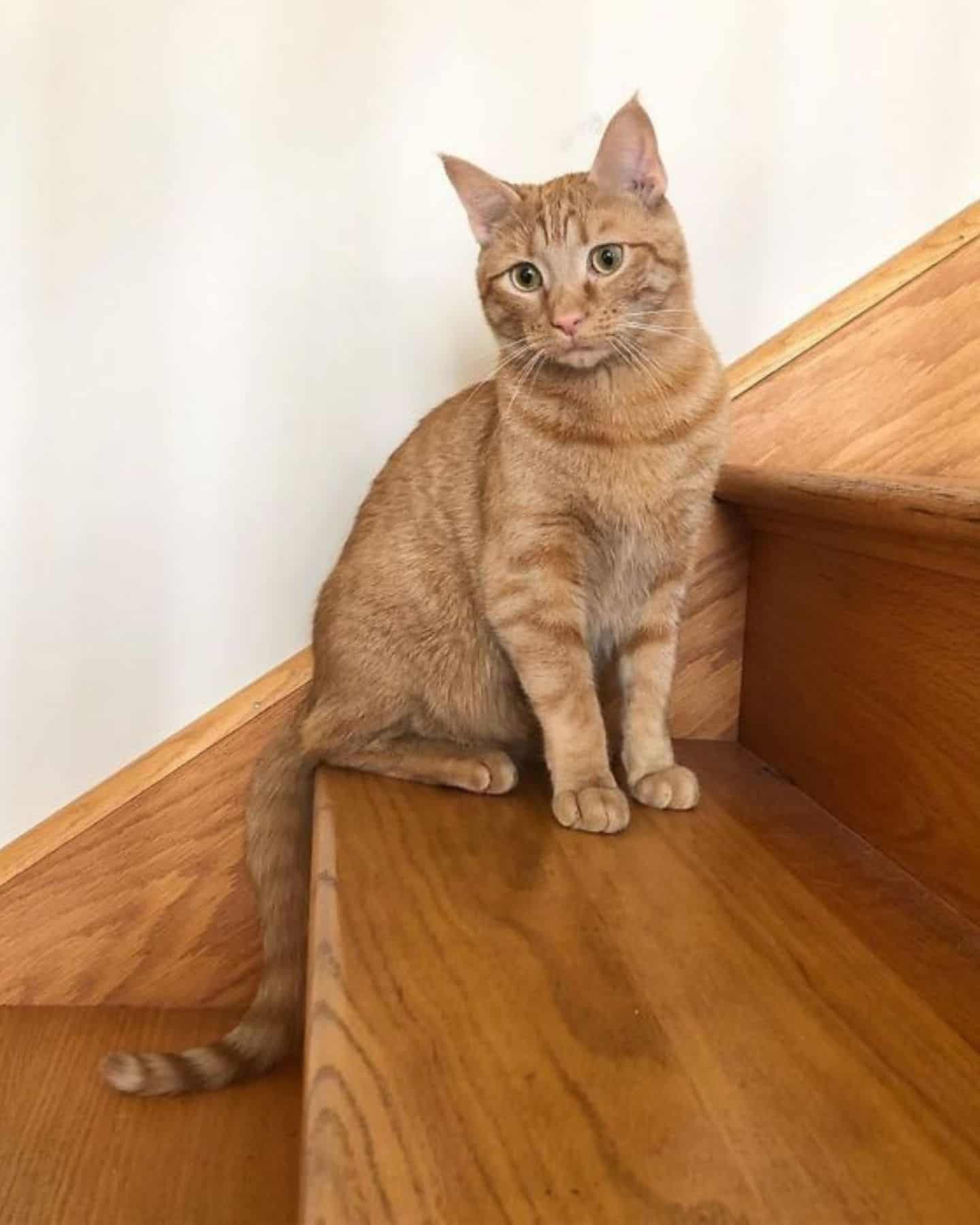 the cat is sitting on the wooden steps