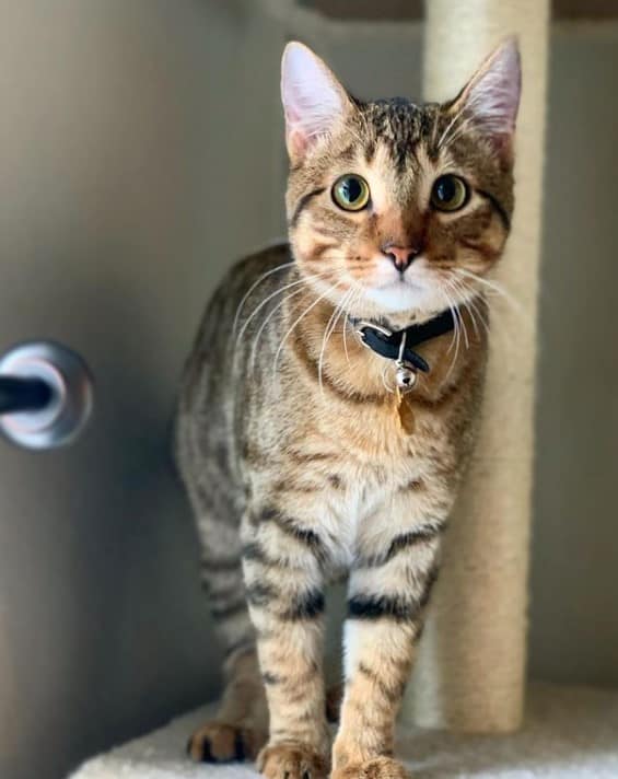 the cat is standing on a scratching post and looking at the camera