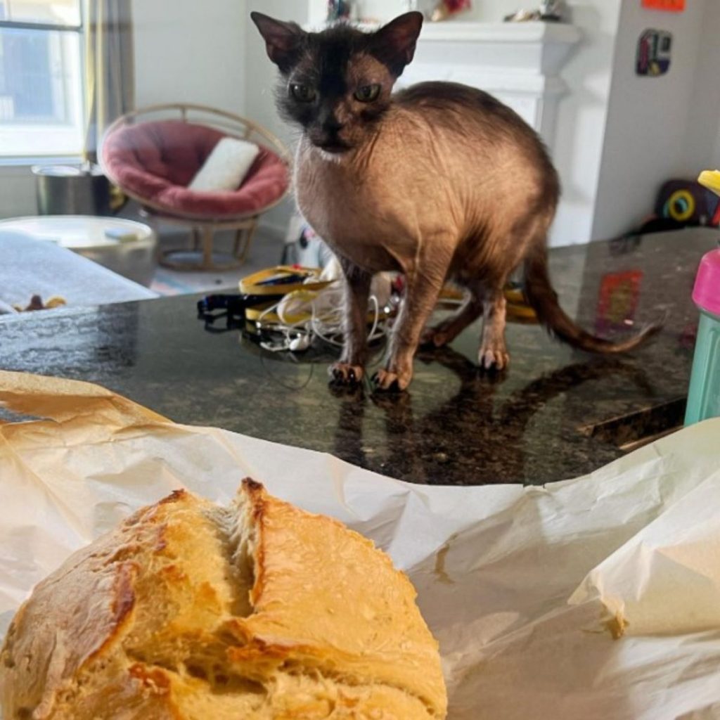 the cat is standing on the table and looking at the bread