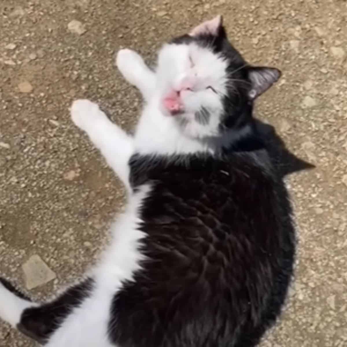 the cat lies on the sand and mocks