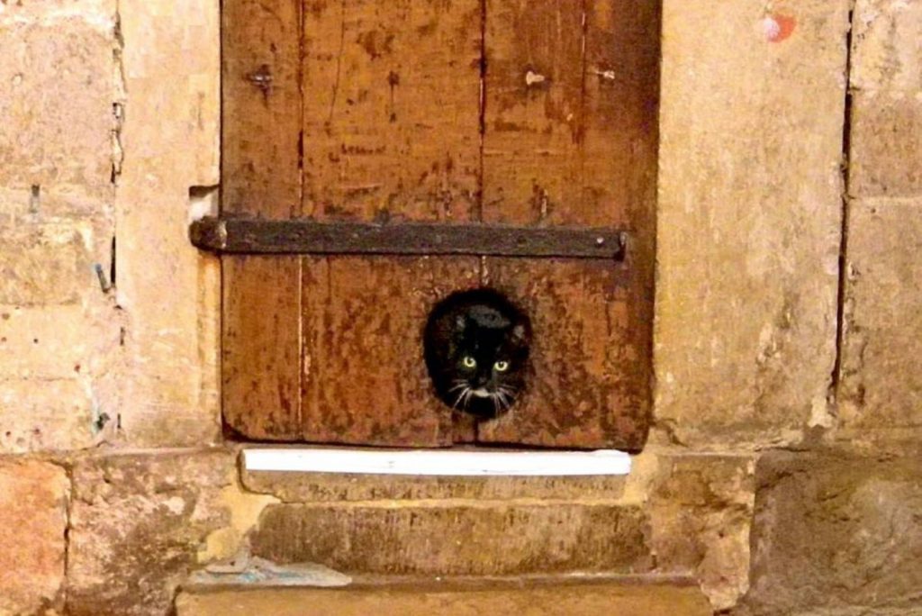 the cat peeks its head through the wooden door