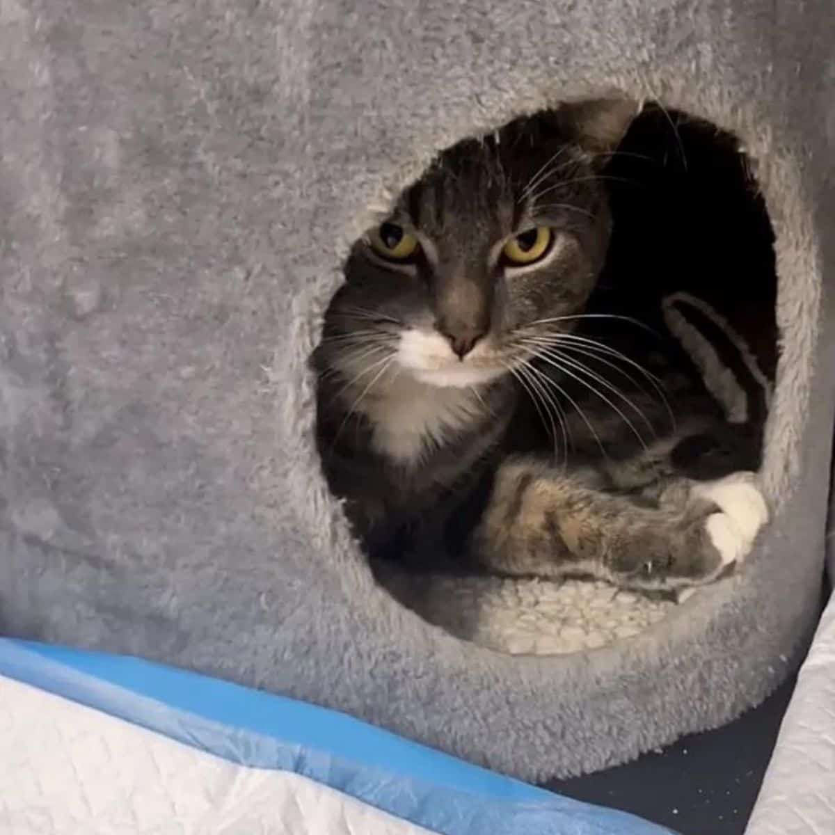 the cat peeks out of its scratching post