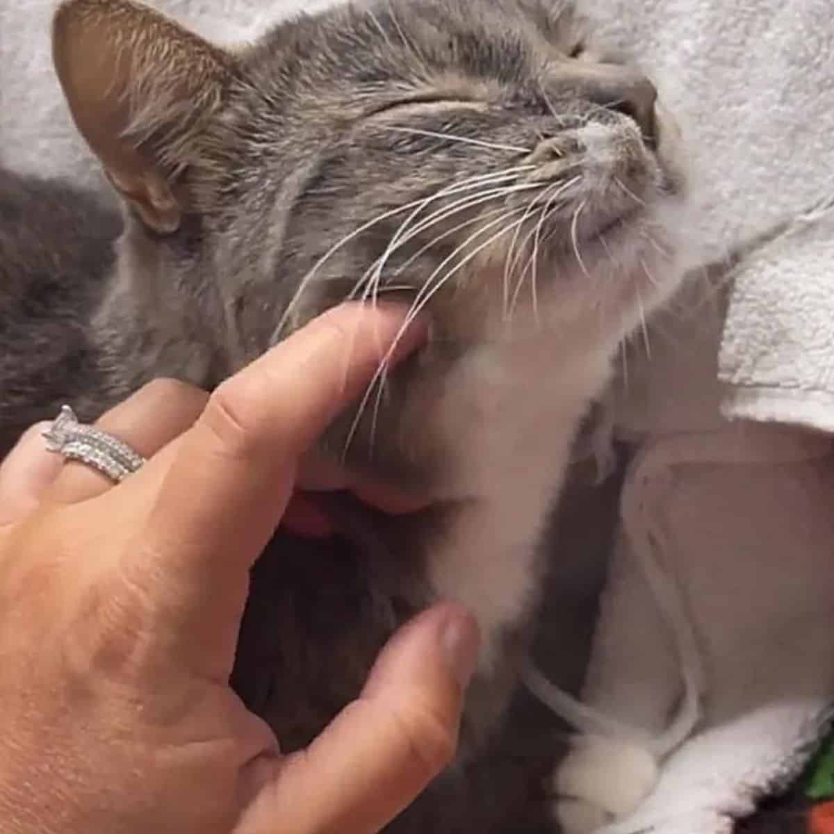 the cat relaxed while the woman caressed it with her finger