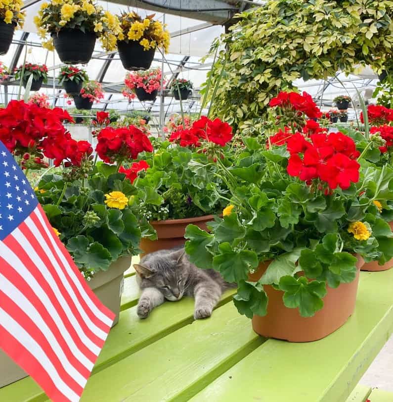 the cat sleeps between the pots of roses