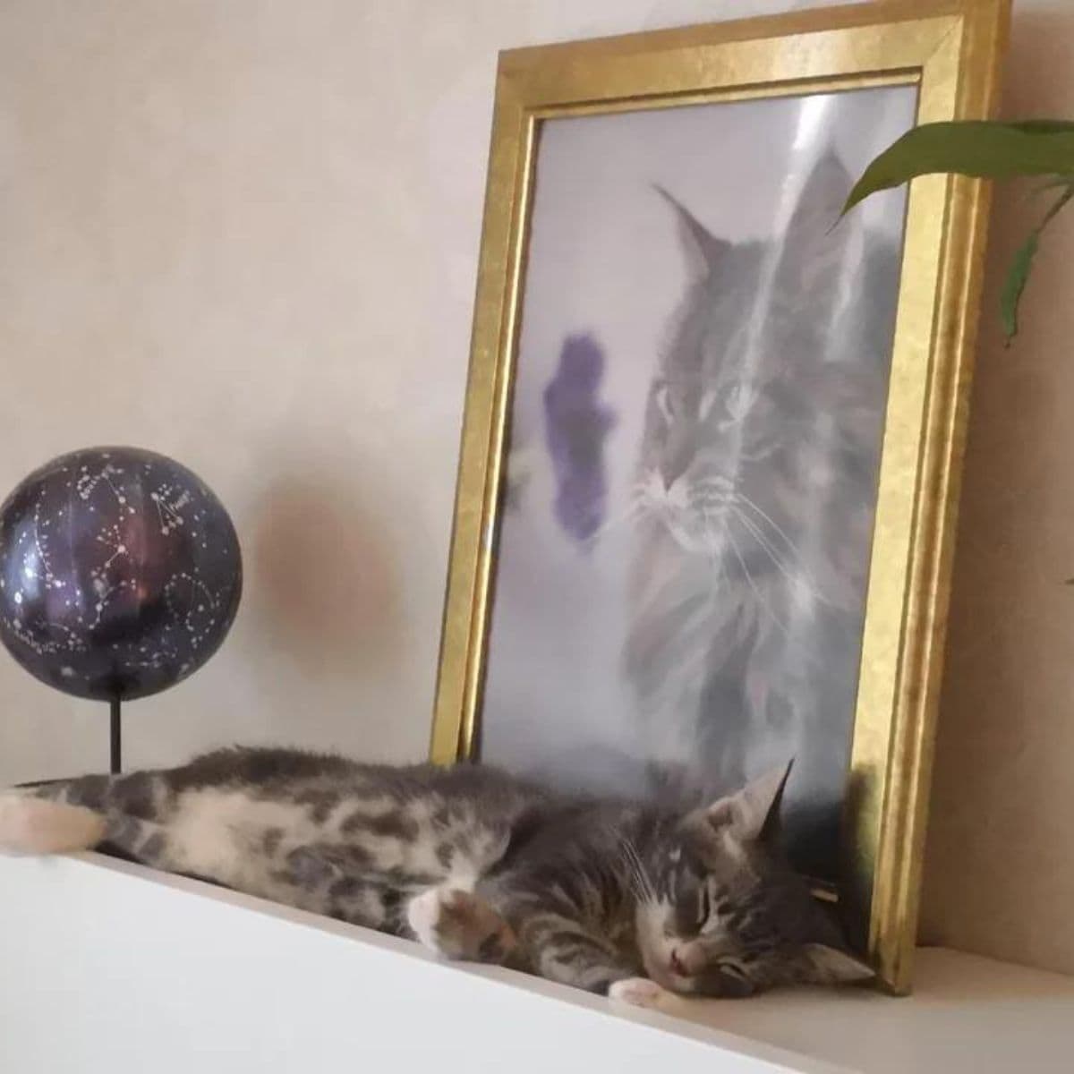 the cat sleeps on the white chest of drawers