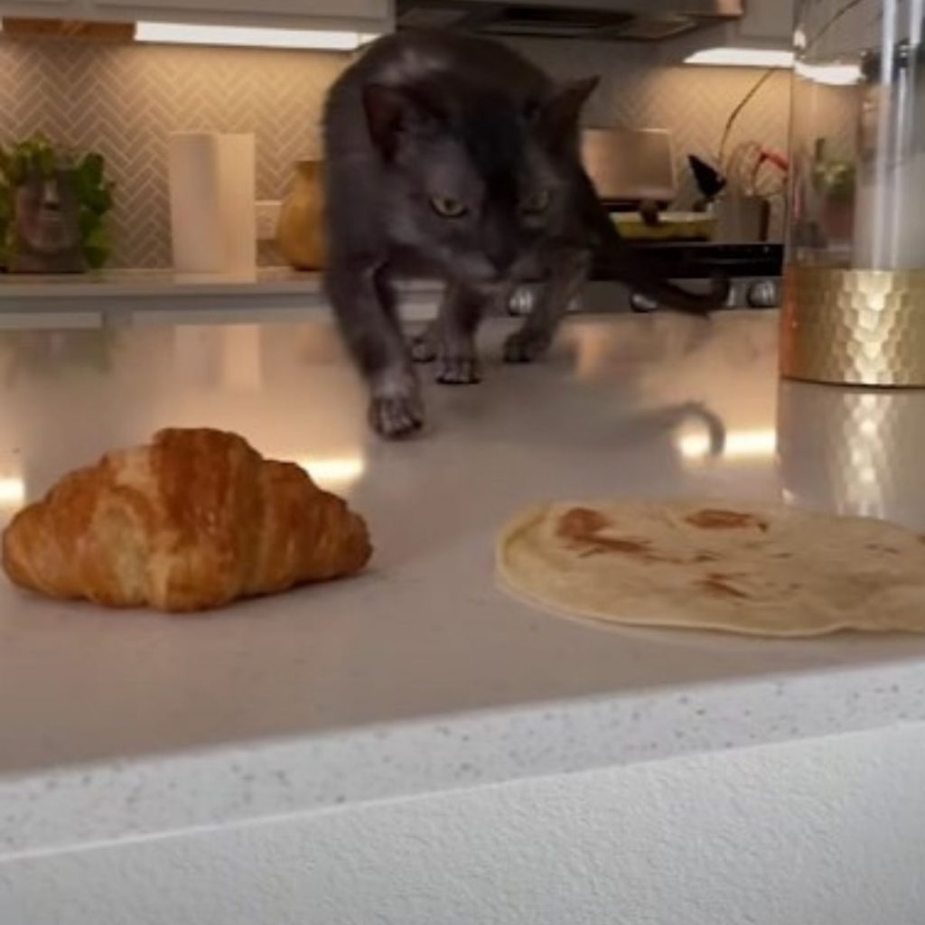 the cat sneaks around the kitchen table