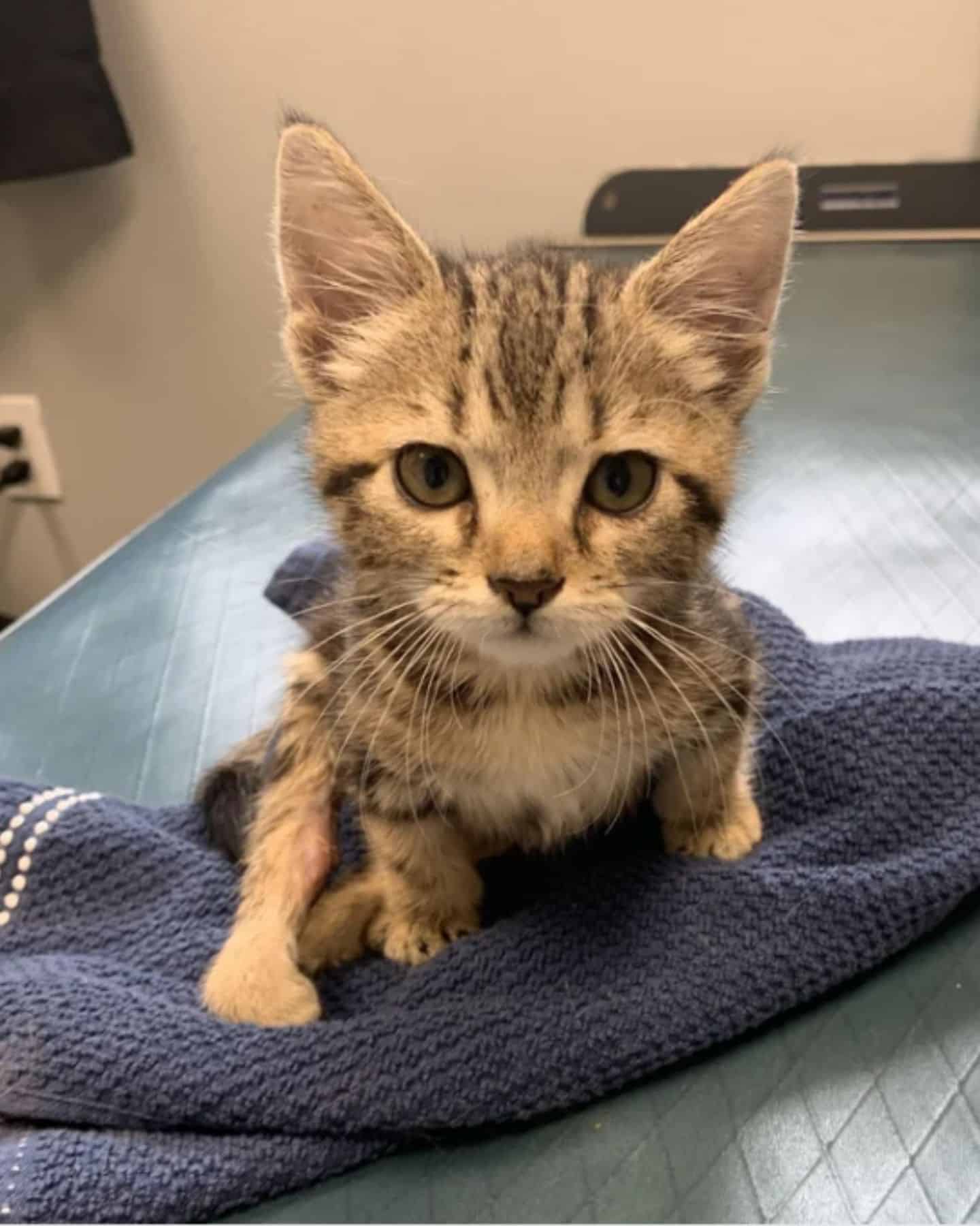 the kitten is sitting on a blue towel