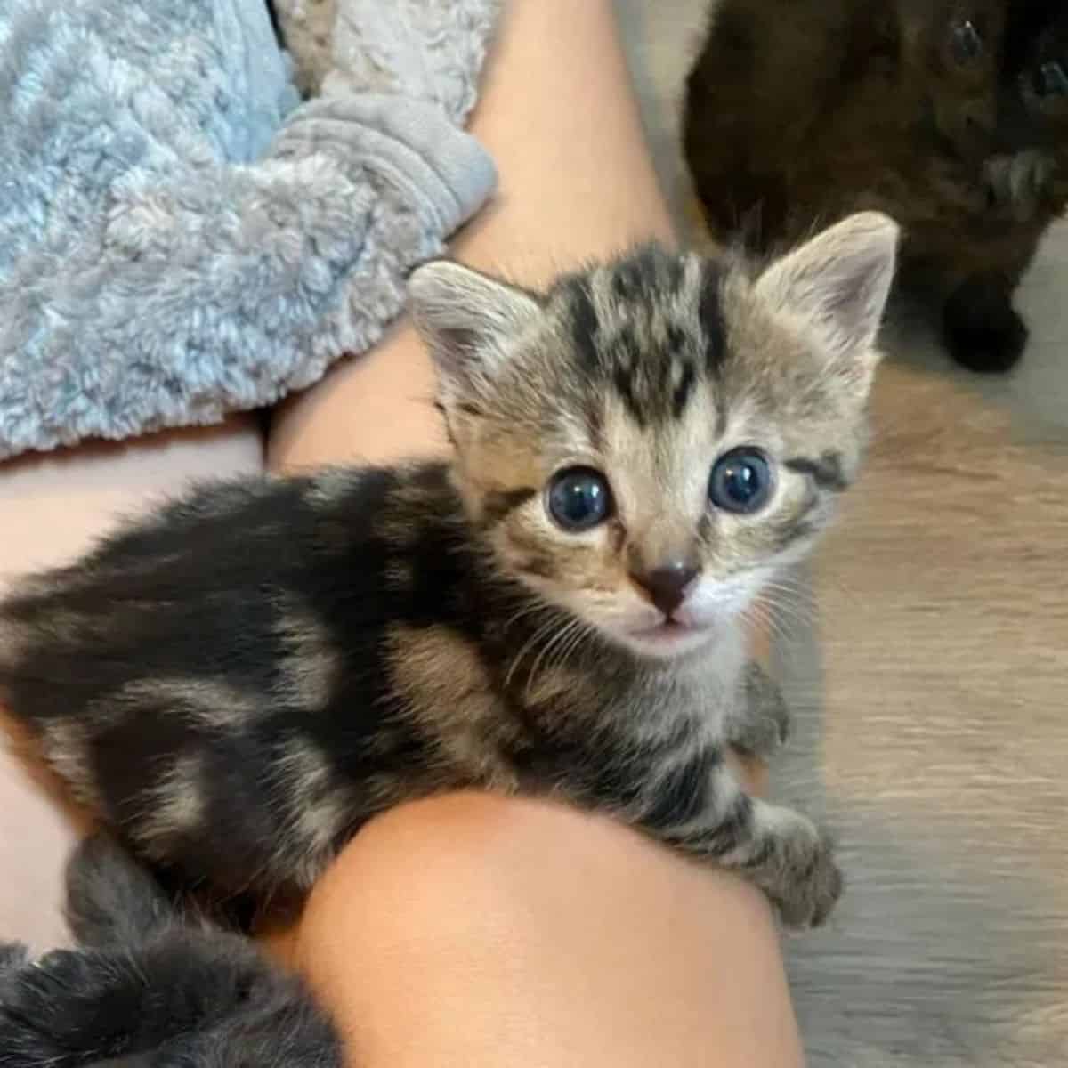 the kitten lies in the woman's lap