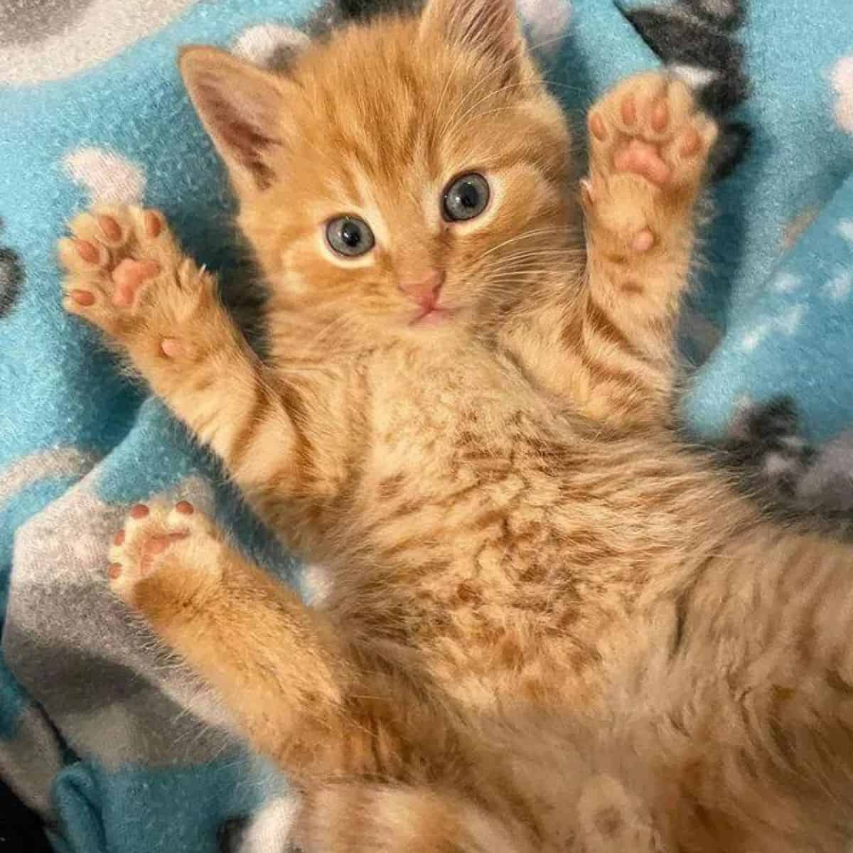 the kitten lies on the blanket on its back with raised paws