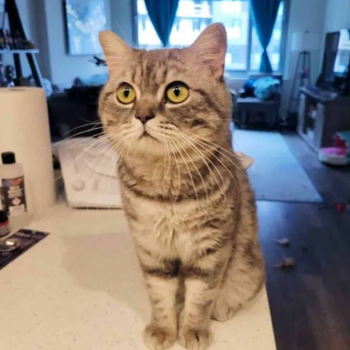 the rescued cat is sitting on the table