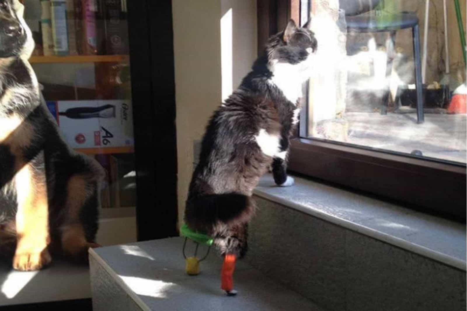 the rescued cat looks out the window