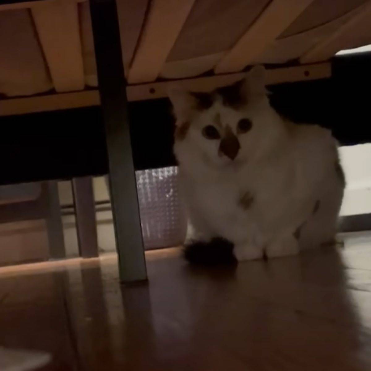 the shy cat hides under the bed
