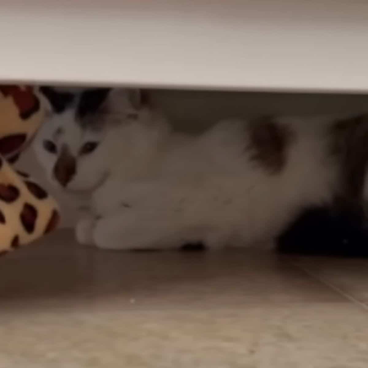 the shy cat huddled under the bed